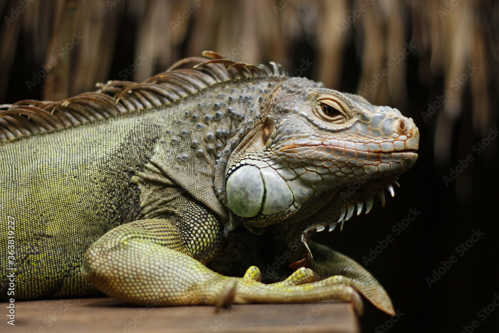 Iguana Ego in Bali , Indonesia