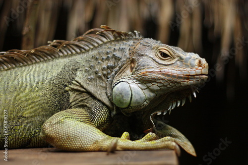 Iguana Ego in Bali   Indonesia