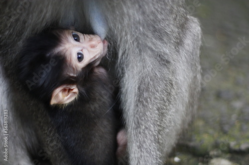 Monkey breastfeeding and Motherhood at its best