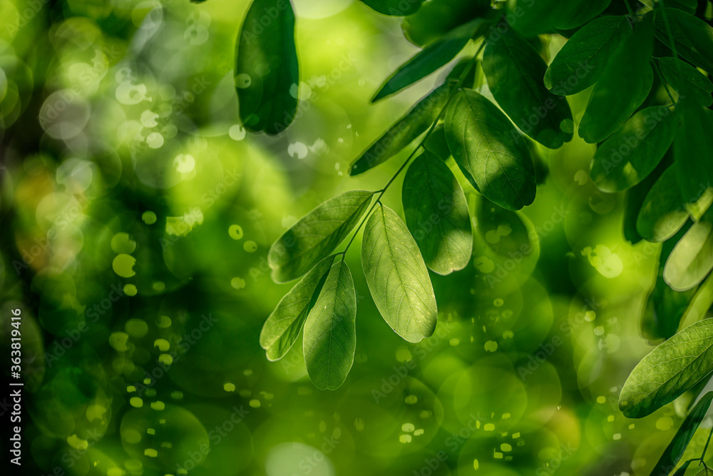 tree leaves and bokeh light background tree leaves and bokeh light background