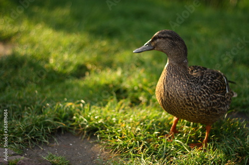 Shine Bright , Beautiful duck among the golden sun rays of the morning 