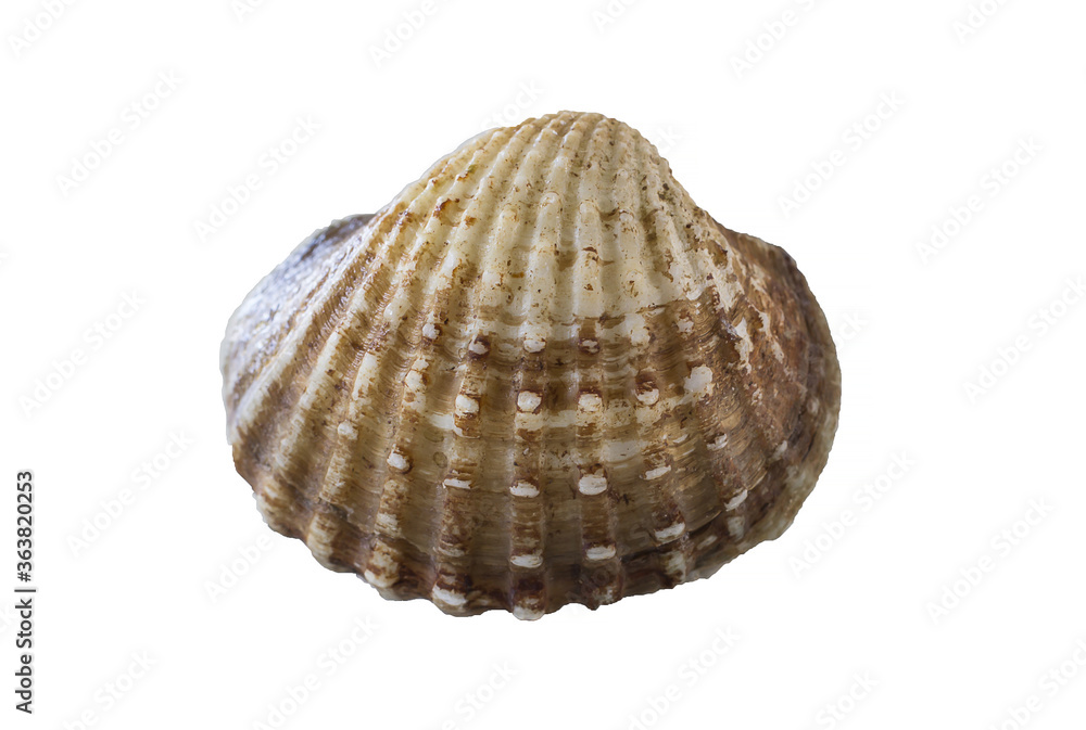 Fresh raw cockle on the white background. Fresh raw cockle on the white background.