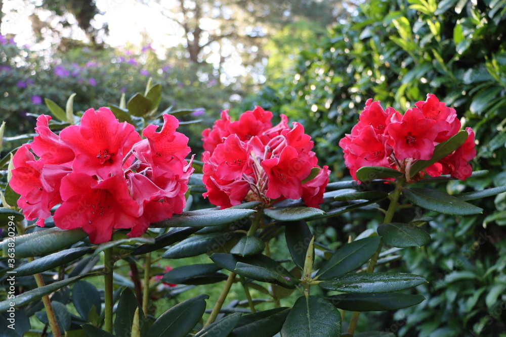 Fototapeta premium Rhododendron x 'Melville' 