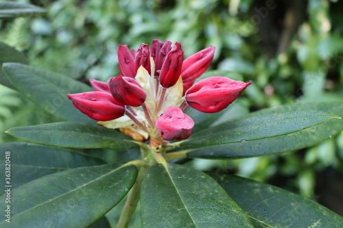 Rhododendron x 'Melville' 