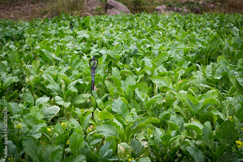 garden kale Clear focus on specific areas of the image./ soft Focus