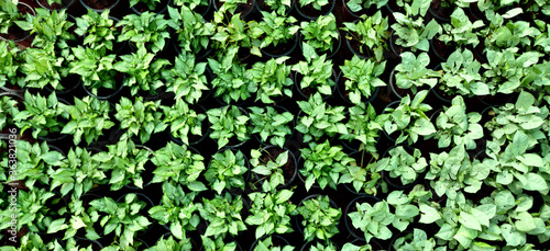 Little green plants stacked neatly in a nursery