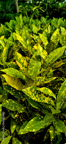 Vertical shot of Garden corton, Japanese laurel plants