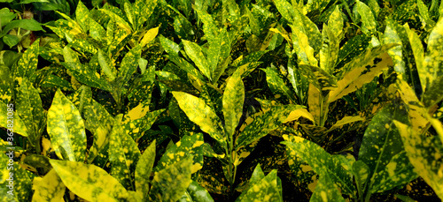 A close look at the Japanese laurel plants in a nursery
