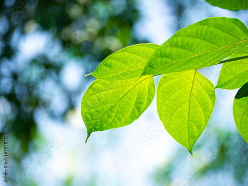 Close up - Fresh green leaves from trees and bokeh light