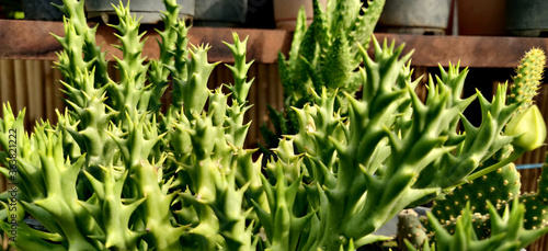 Stapelia succulent plant with thorns in nursery