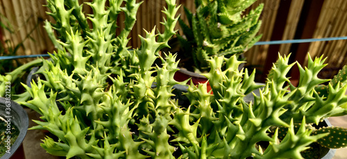Stapelia succulent plant with thorns