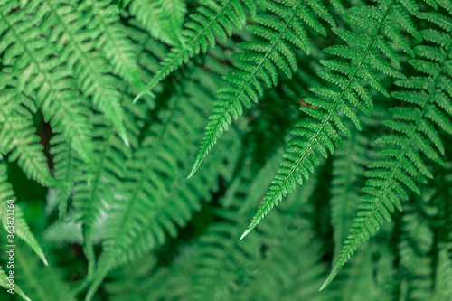 Fern in the forest close-up. Background of leaves.