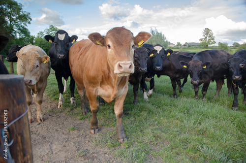 Wallpaper Mural a herd of cows in a meadow watching together Torontodigital.ca