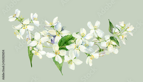 Watercolor jasmine flowers on a green background .For greetings, invitations, weddings, anniversaries and birthday
