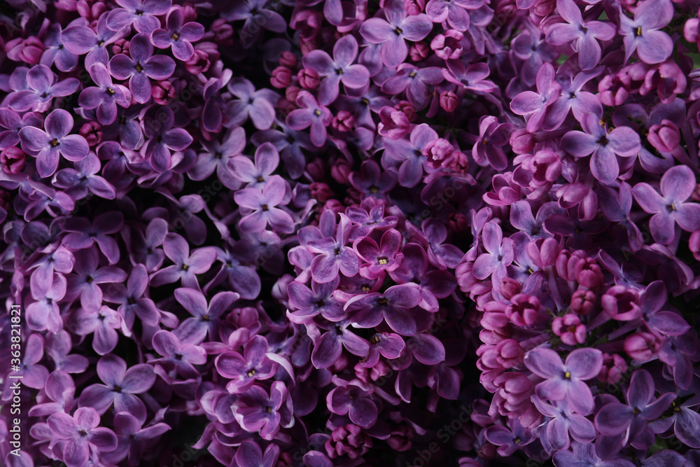 Beautiful purple lilac flowers as background, closeup