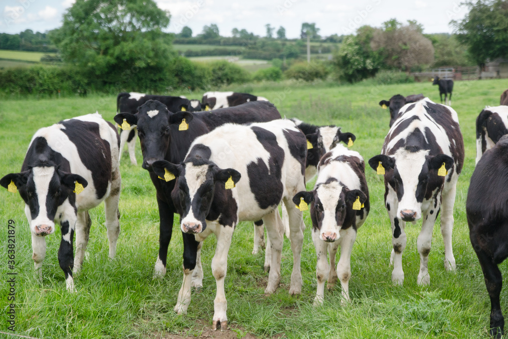 Calves on the field, green grass, Ireland farm Calves on the field, green grass, Ireland farm