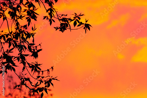 Contour leaves on a pink sunset background.