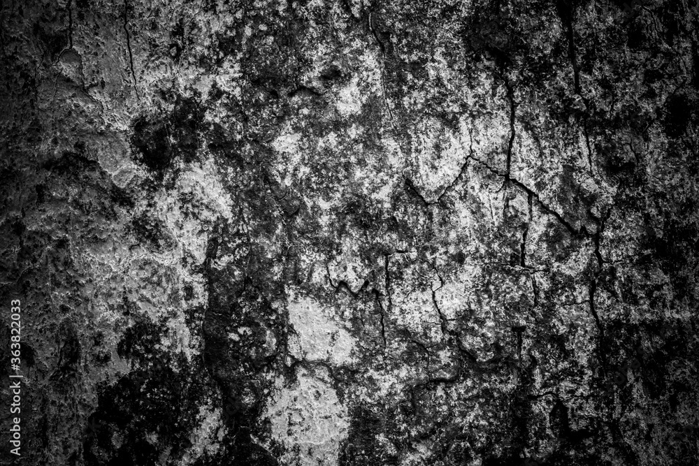 Tree bark texture