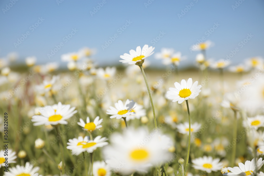 Closeup view of beautiful chamomile field on sunny day Closeup view of beautiful chamomile field on sunny day