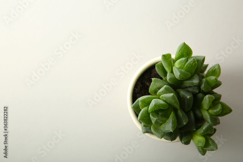 Beautiful potted echeveria on white background, top view with space for text. Succulent plant