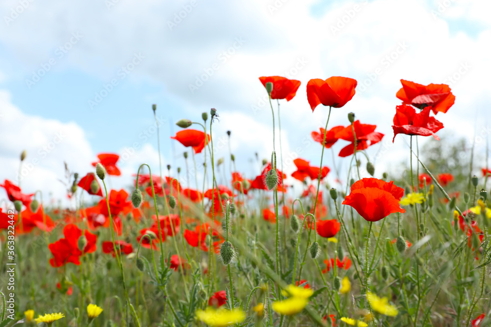 Obraz premium Beautiful red poppy flowers growing in field