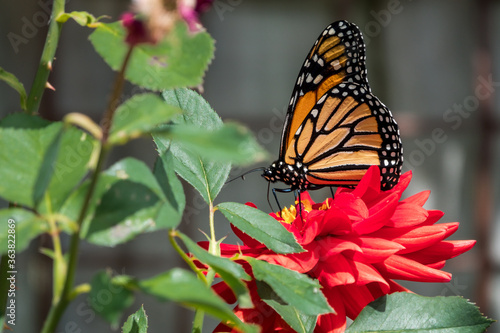 Monarch butterfly on flower