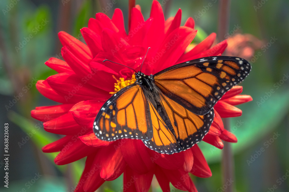 Naklejka premium Monarch butterfly on flower
