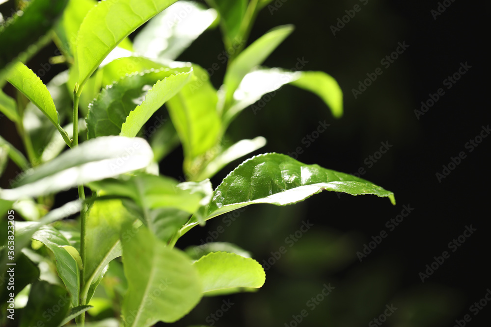 Closeup view of green tea plant against dark background