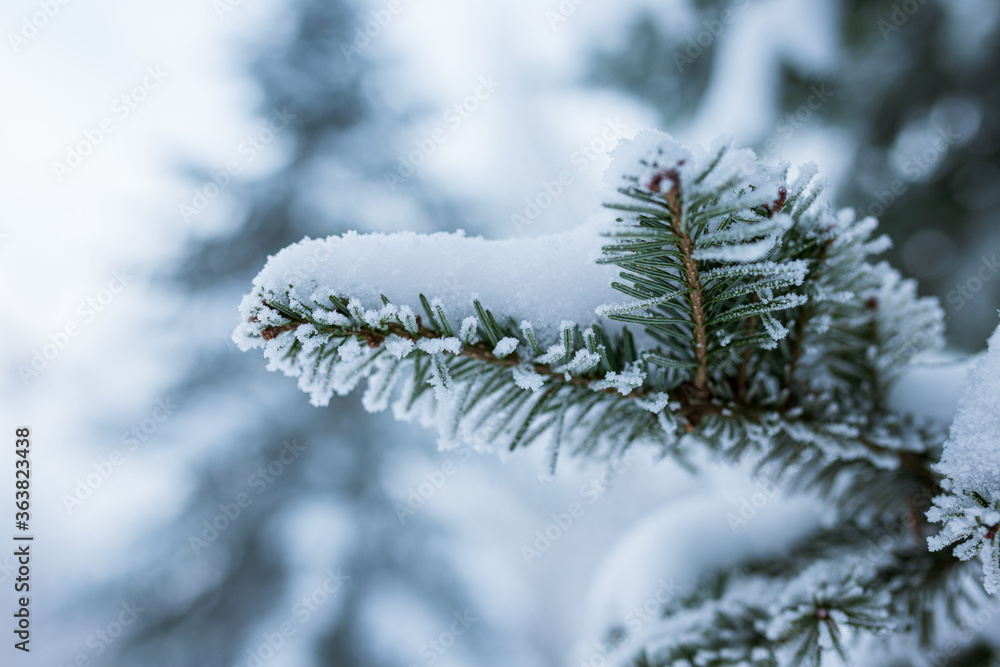Hoarfrost in spruce tree branches at winter Hoarfrost in spruce tree branches at winter