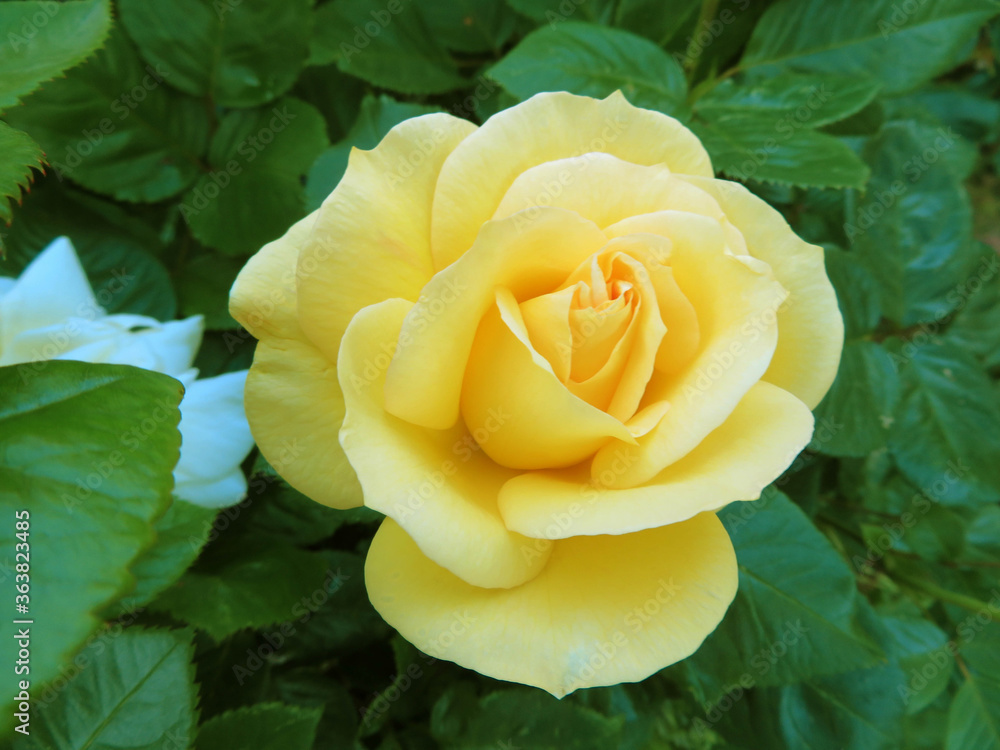 closeup of yellow rose with green leaves closeup of yellow rose with green leaves
