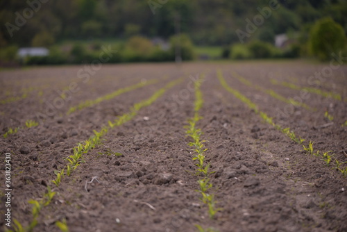 corn crop at the beginning of the season