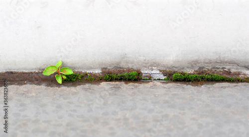 Green strip of moss and grass