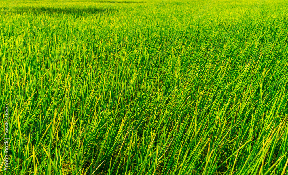 Green rice fields That was coming out with yellow fields that looked beautiful in the countryside