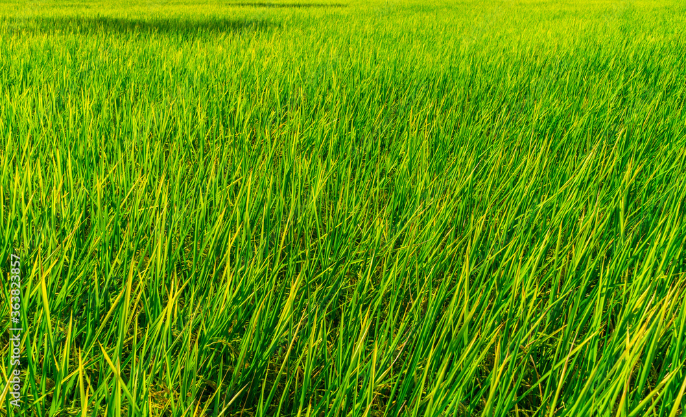 Green rice fields That was coming out with yellow fields that looked beautiful in the countryside Green rice fields That was coming out with yellow fields that looked beautiful in the countryside