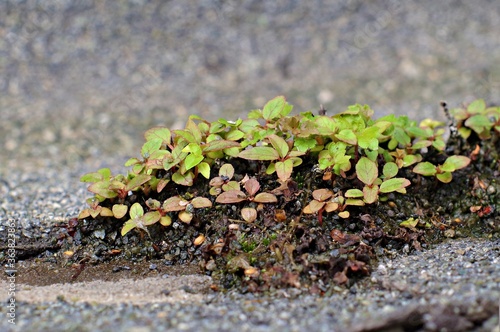 Moss crawled out from under the waterproofing