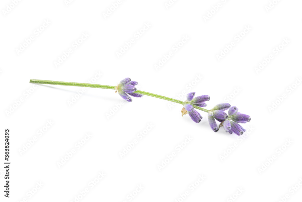 Beautiful blooming lavender flowers on white background Beautiful blooming lavender flowers on white background
