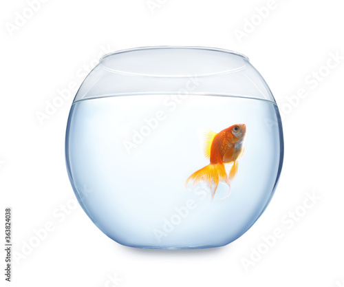 Beautiful bright small goldfish in round glass aquarium isolated on white