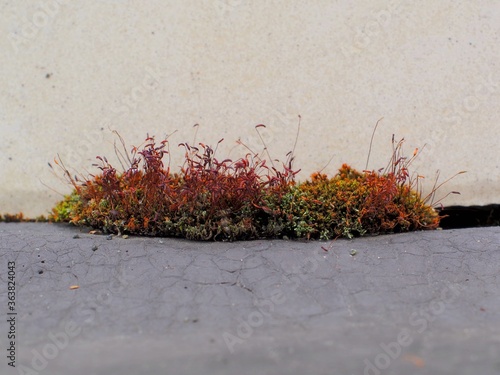 Moss island under the tile