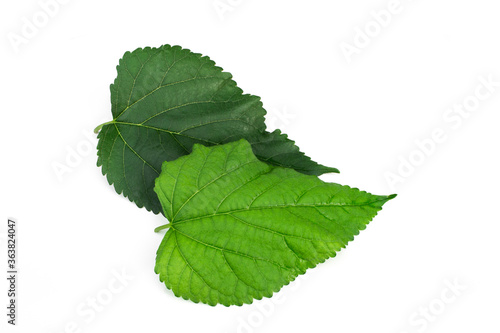 Green mulberry leaf isolated on white background.