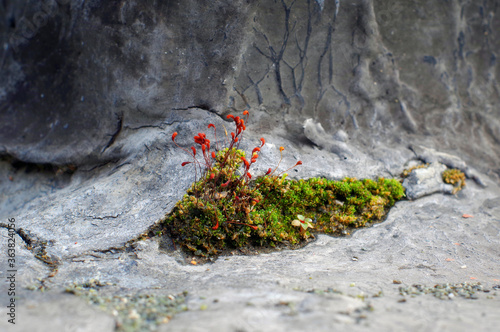 Moss crawled out from under the waterproofing