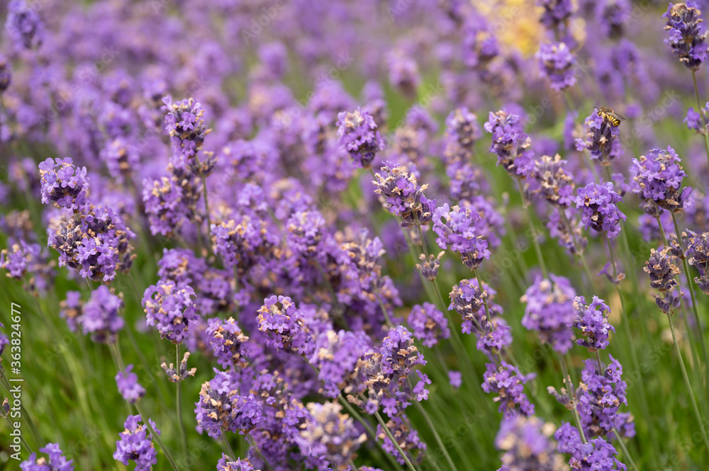 Fototapeta premium lavender field in provence