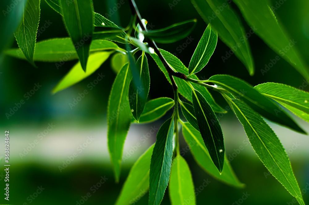 Obraz premium Green foliage of a tree on a dark background. High contrast dark and light. Dark green. Shadow, twilight.