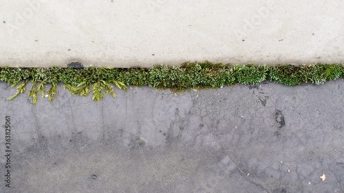 Strip of moss under the tile