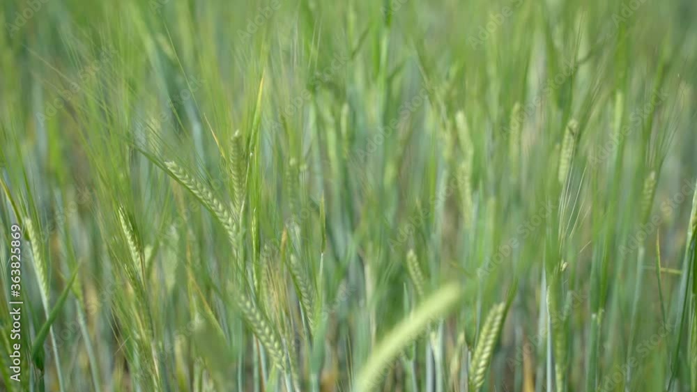 A nice green rye sprouts flutter in the wind in slowmotion A nice green rye sprouts flutter in the wind in slowmotion
