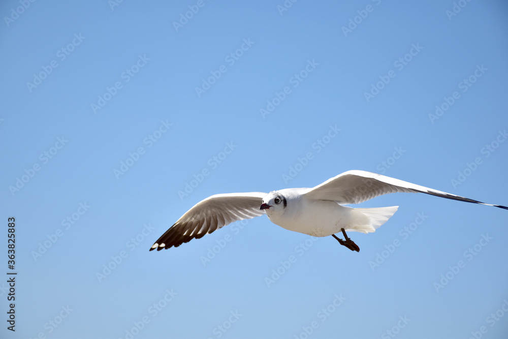The seagulls on air above the sea water surface view horizon at Samutprakan, Thailand The seagulls on air above the sea water surface view horizon at Samutprakan, Thailand