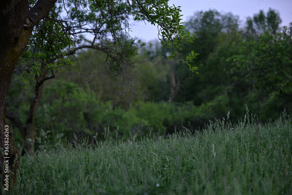 Fototapeta premium wild green grass in the garden
