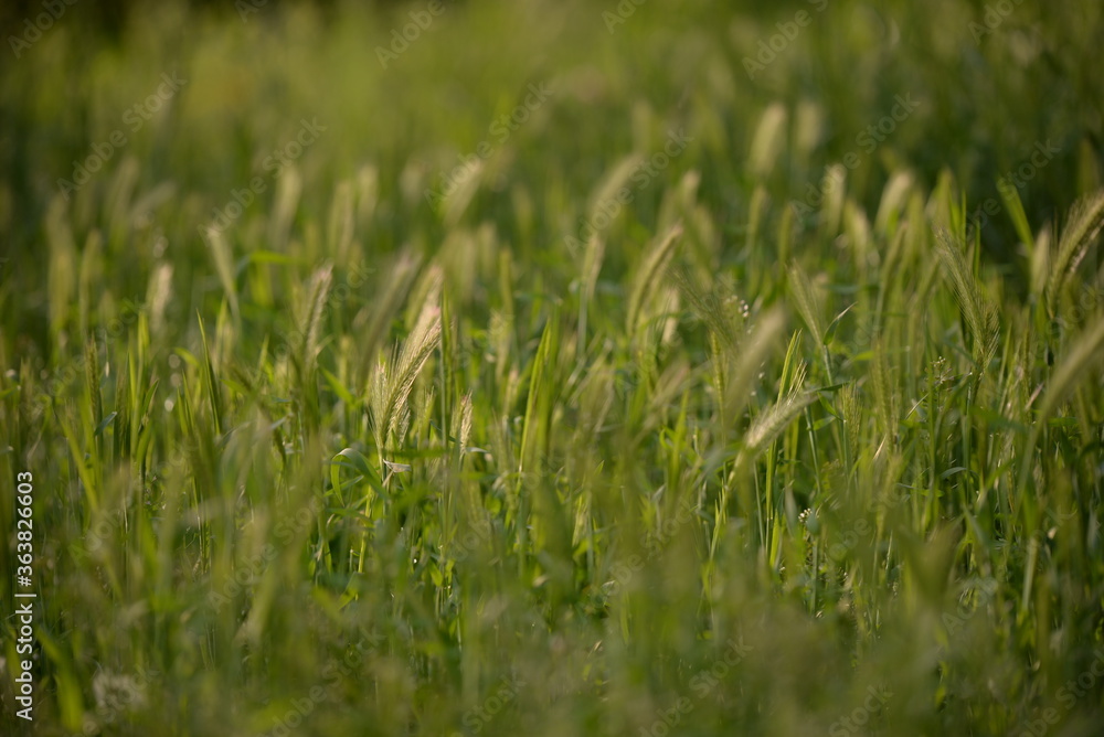 Obraz premium wild green grass in the garden