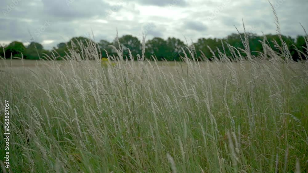 Beautiful tall grass waving in the wind Beautiful tall grass waving in the wind