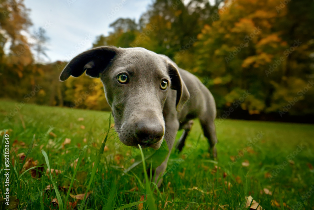 Weimaraner puppy standing in the grass with trees in the background