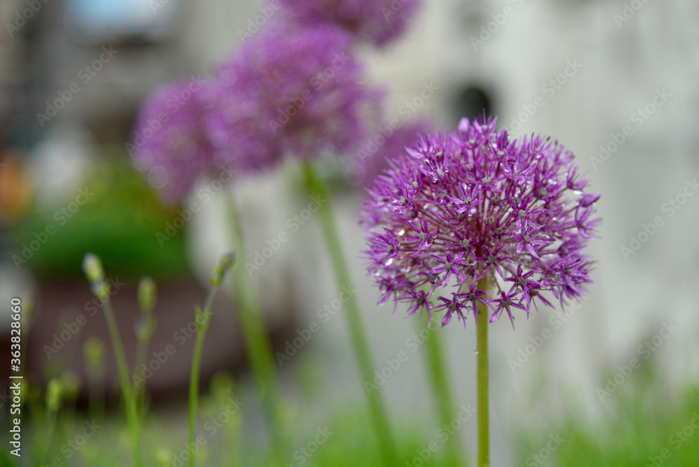 Purple garlic flower in the meadow Purple garlic flower in the meadow